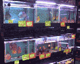 �f�B�X�J�X�R�[�i�[